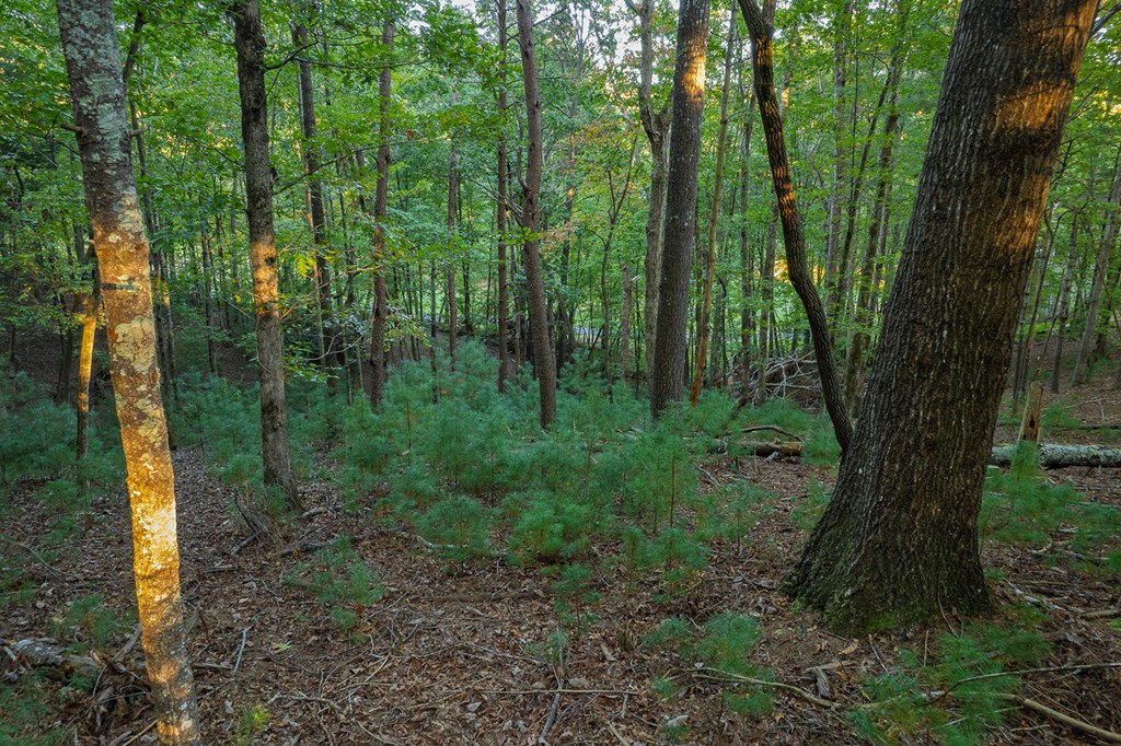 228 Toccoa Court