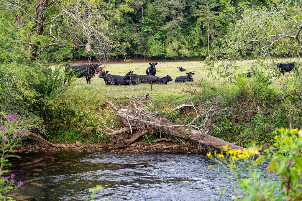 60 East Conasauga Creek