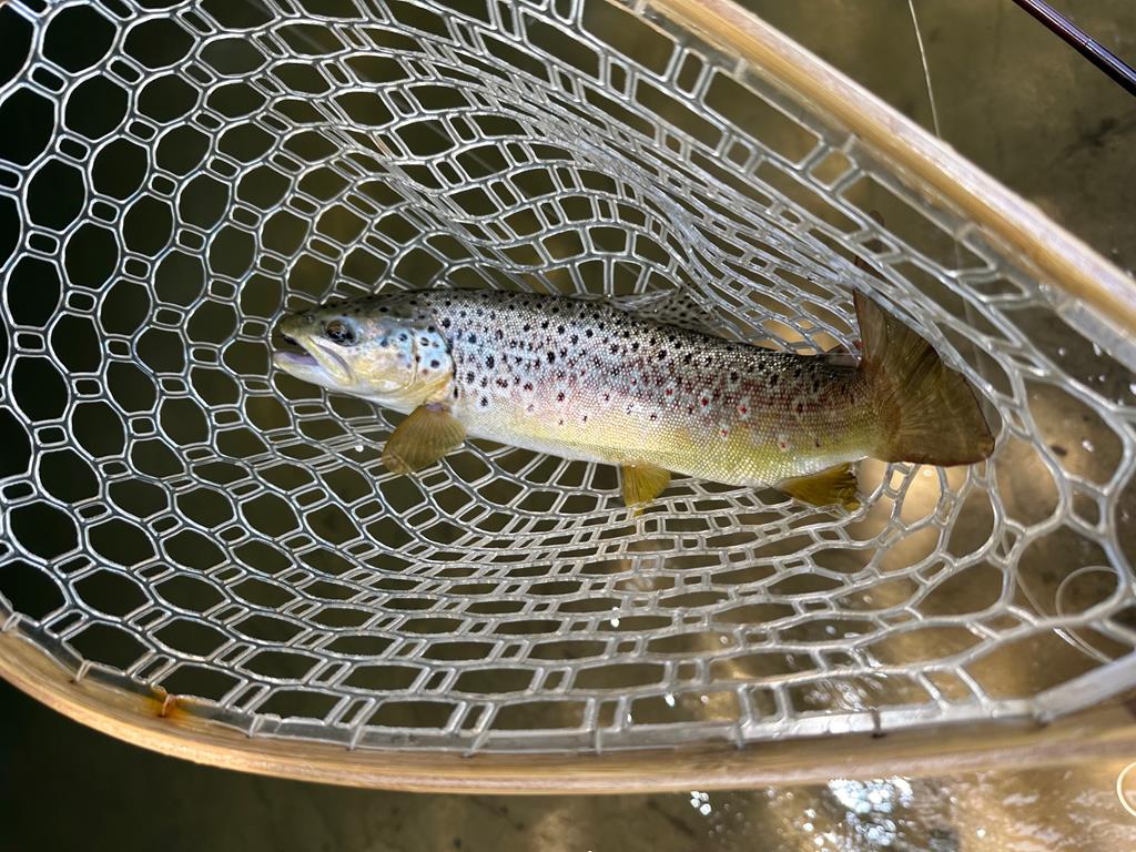 462 Tanager Trail, Ellijay