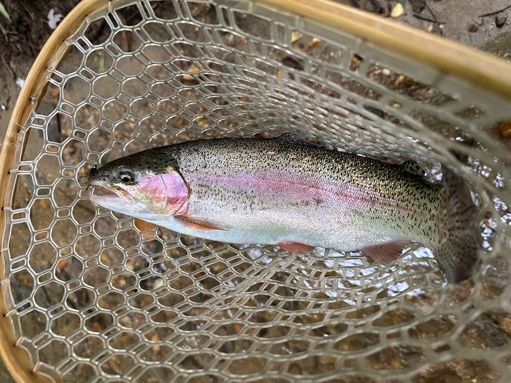 462 Tanager Trail, Ellijay