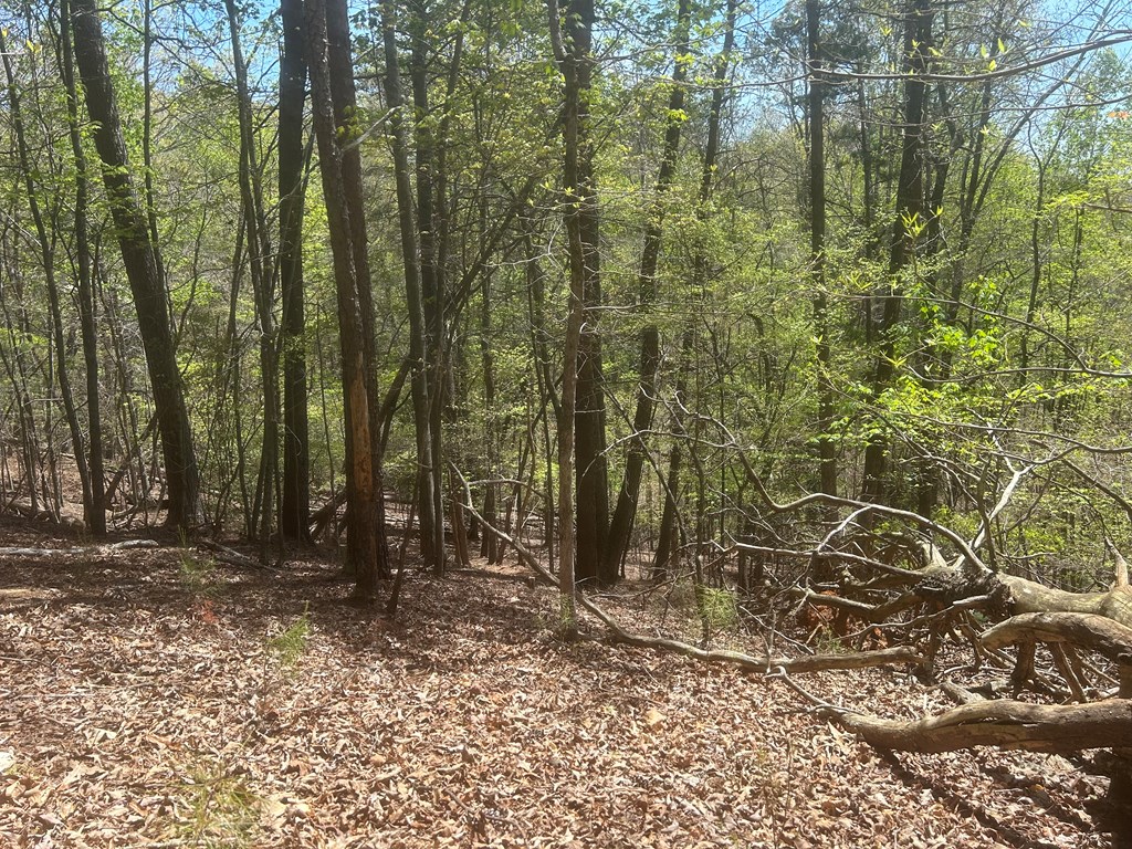 LT1944 Palmetto Drive, Ellijay