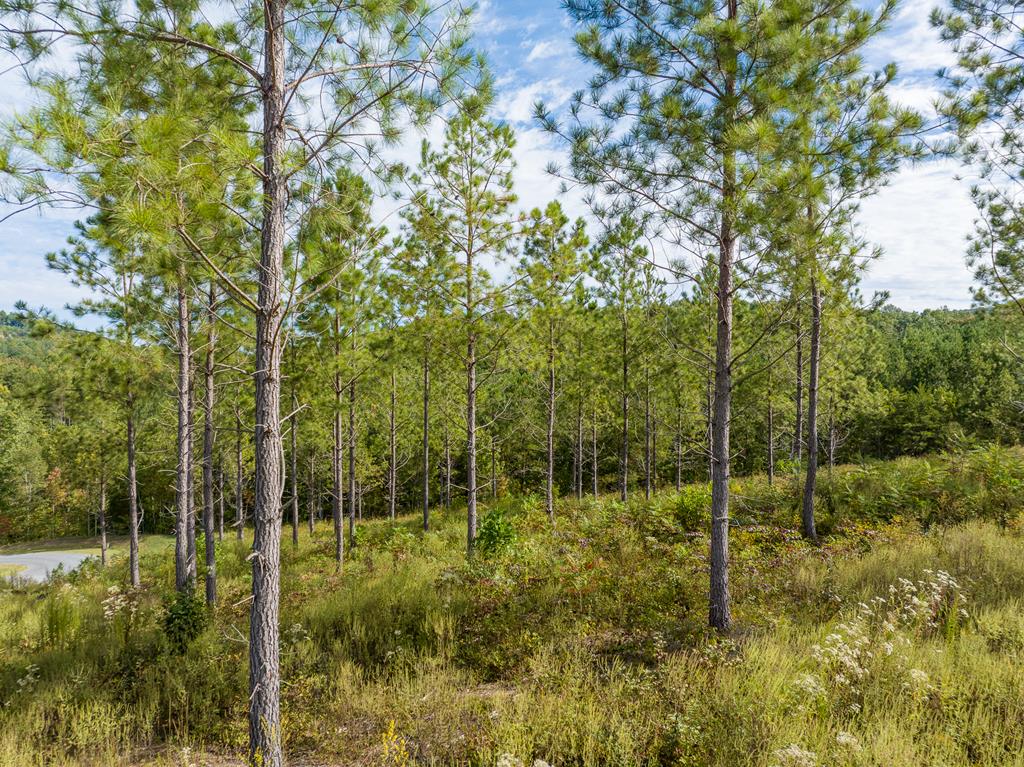 Lot 299 Twisted Oak Road
