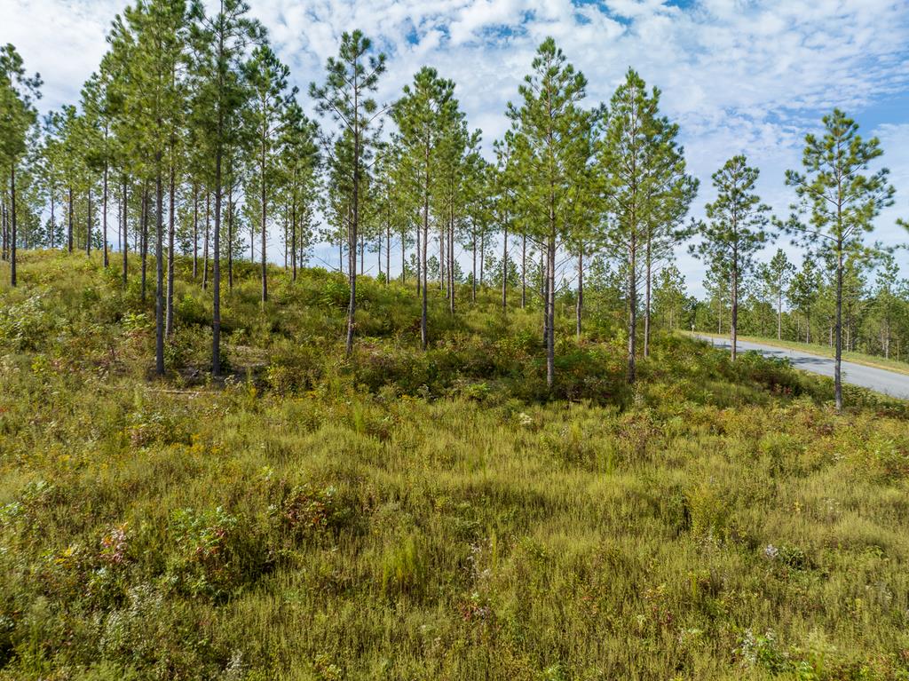 Lot 299 Twisted Oak Road