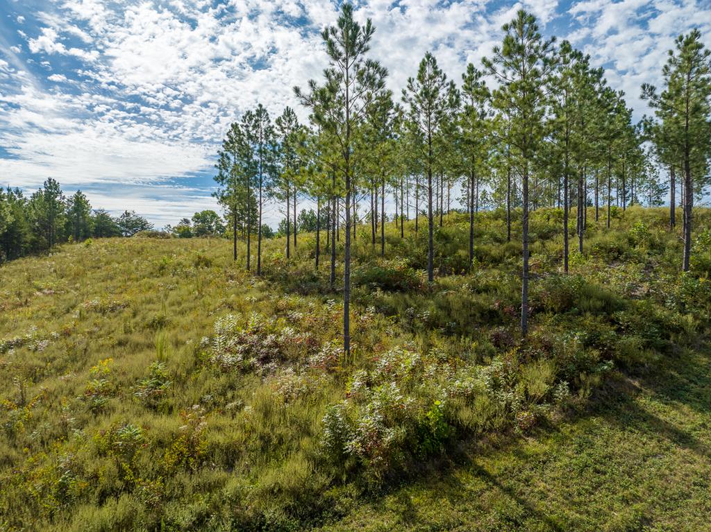 Lot 299 Twisted Oak Road