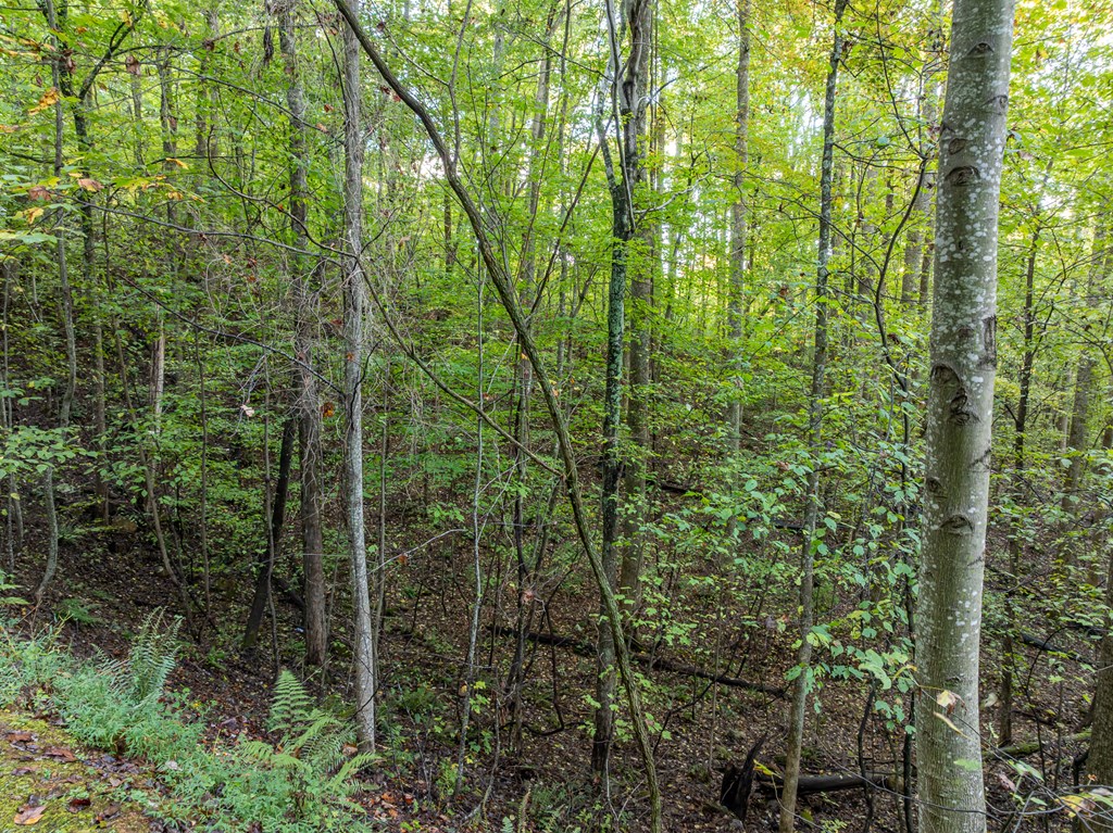 Lot 3 Wilderness Way
