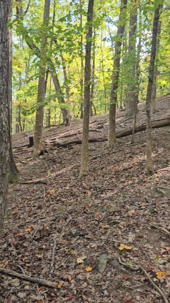 315 Windflower Drive