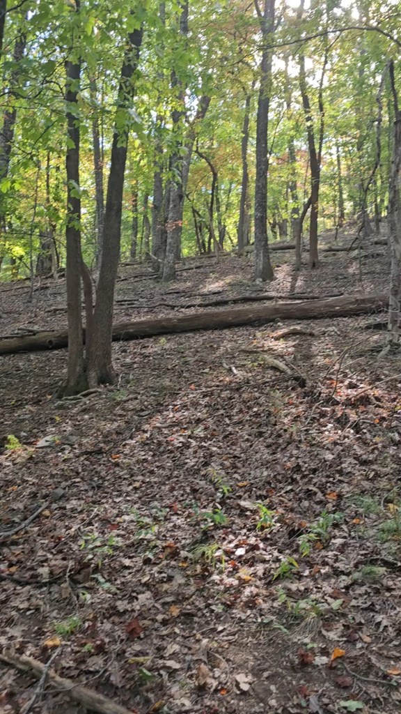 315 Windflower Drive