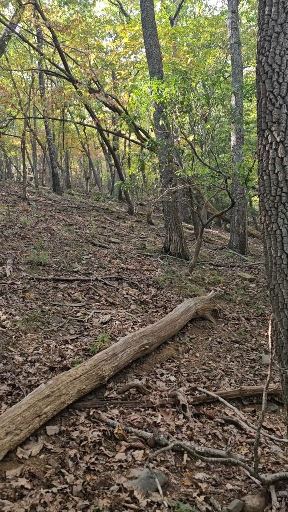 315 Windflower Drive