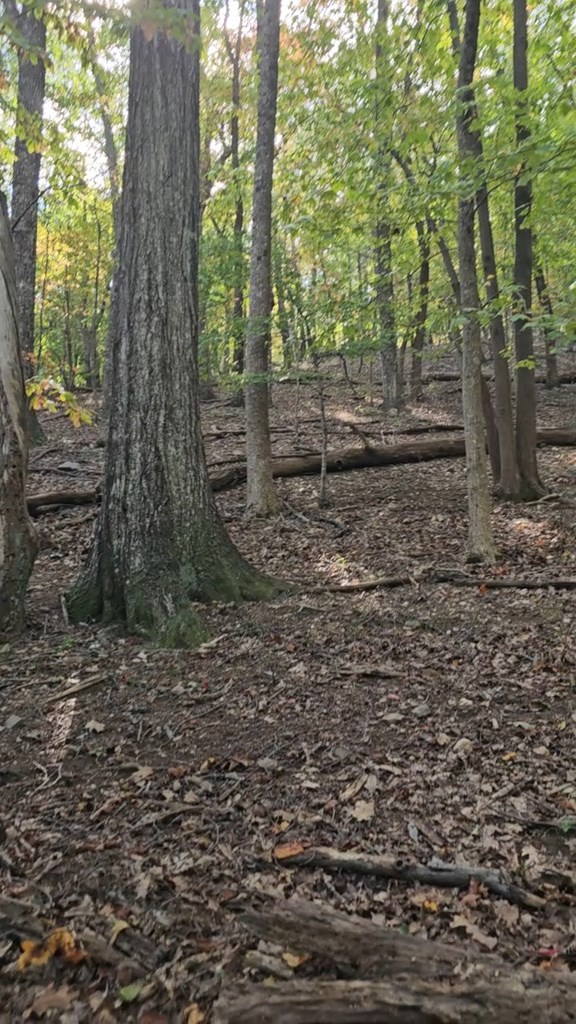 315 Windflower Drive