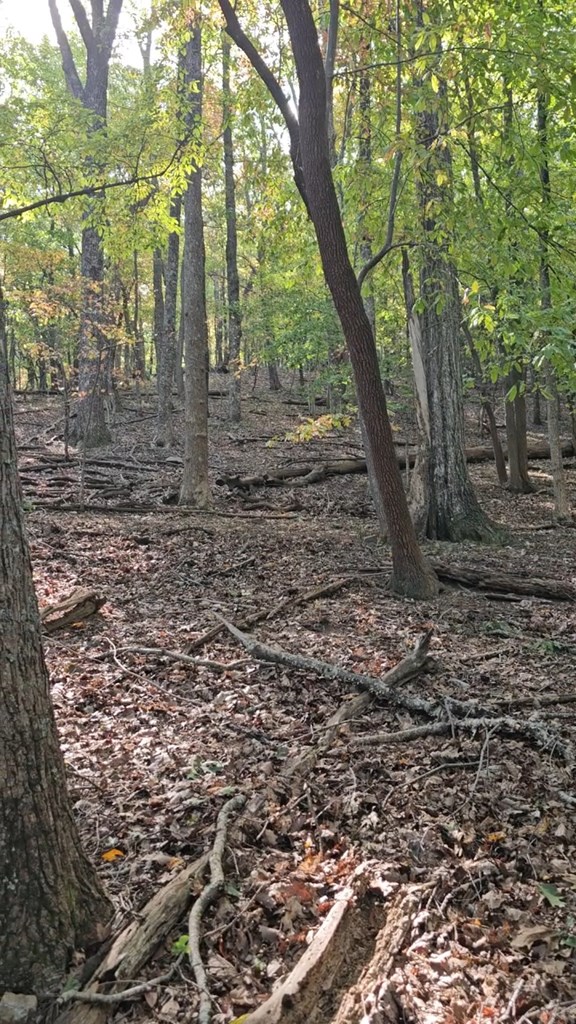 315 Windflower Drive