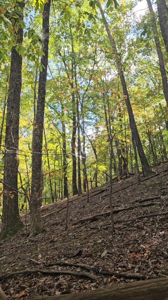 315 Windflower Drive