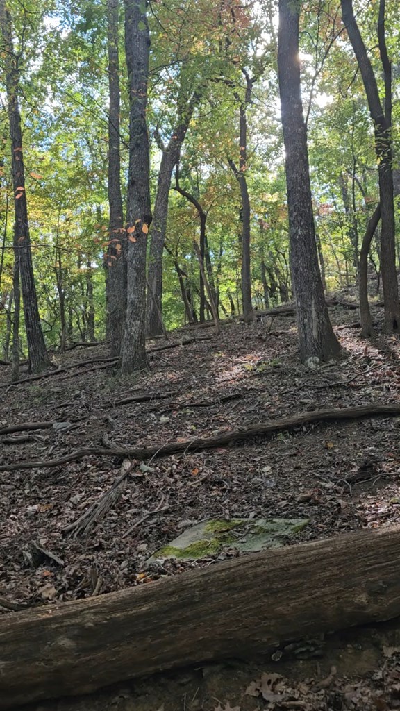 315 Windflower Drive