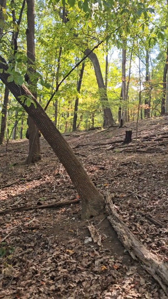 315 Windflower Drive