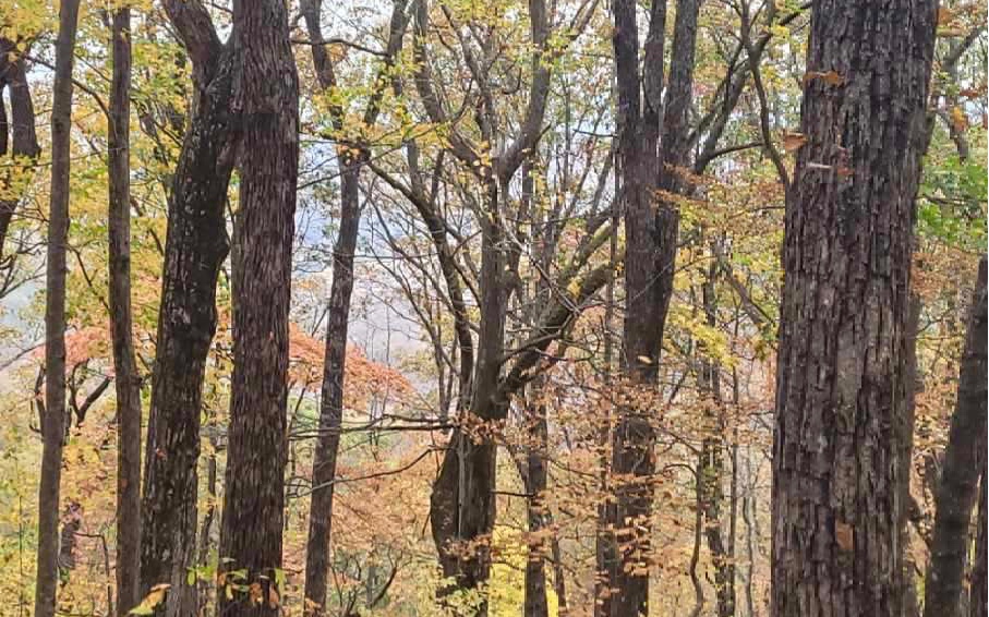 43.91 Old Burnt Mountain Road