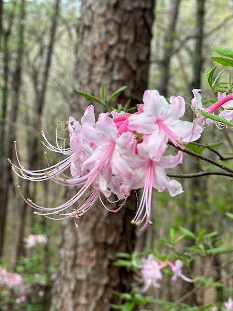 Lot 11 Creek Camp Road