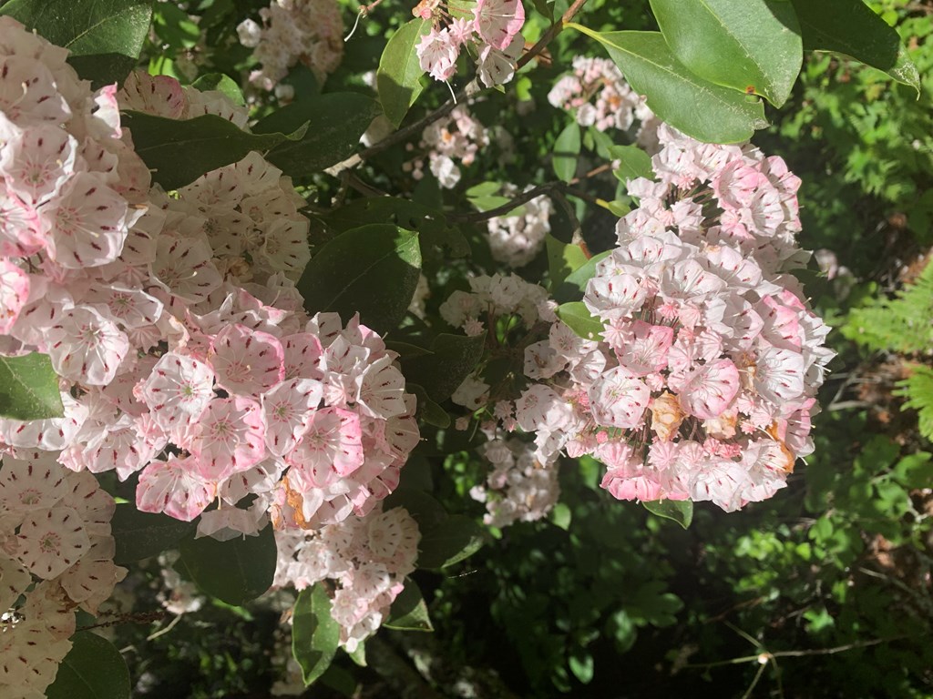 Lot 11 Creek Camp Road