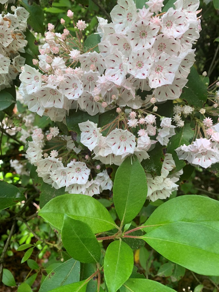 Lot 11 Creek Camp Road