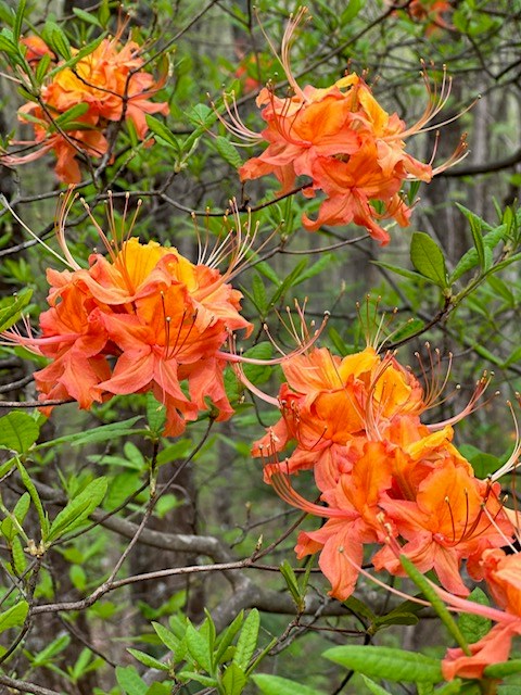 Lot 11 Creek Camp Road