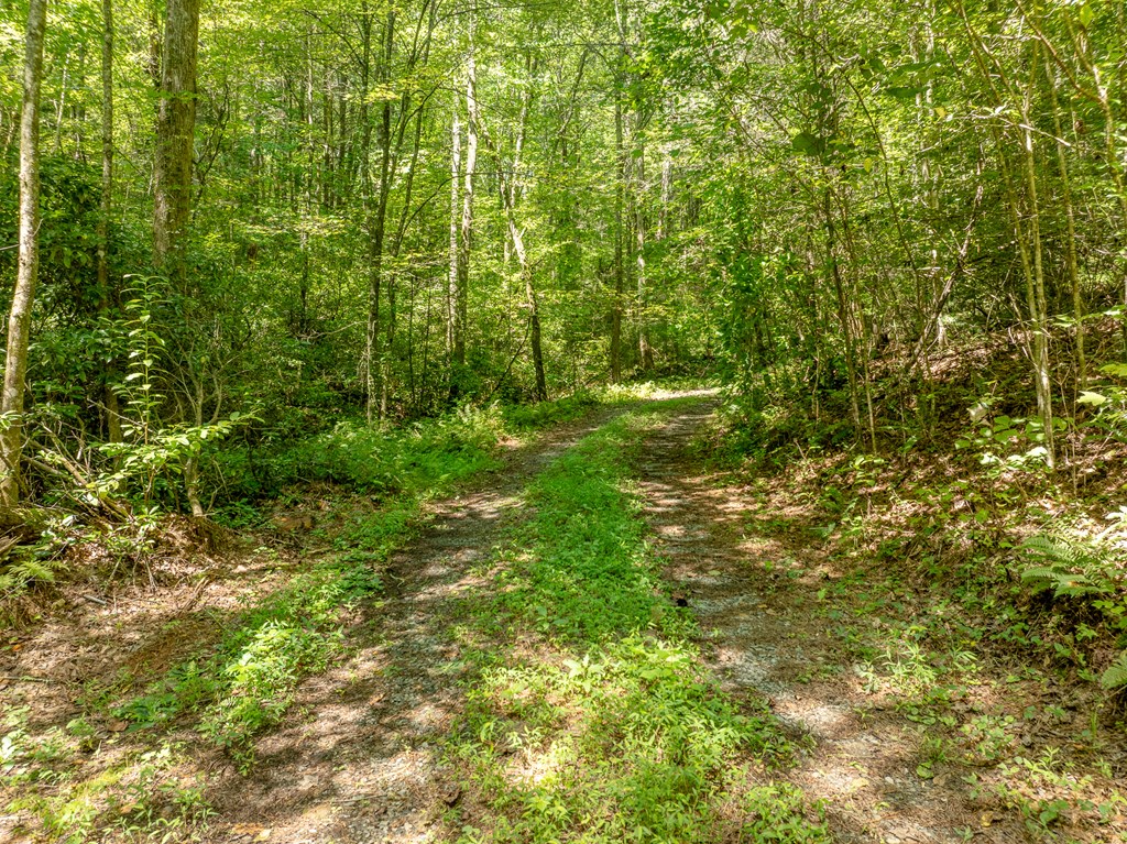 TR 3B Wolf Pen Gap Road