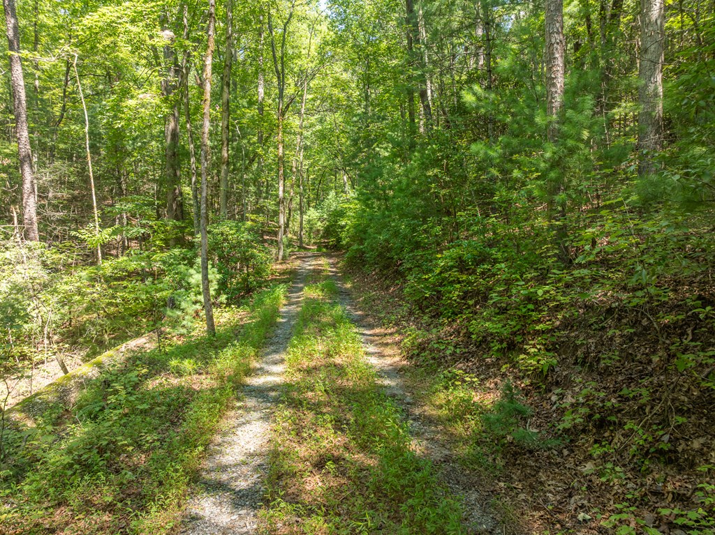 TR 3B Wolf Pen Gap Road