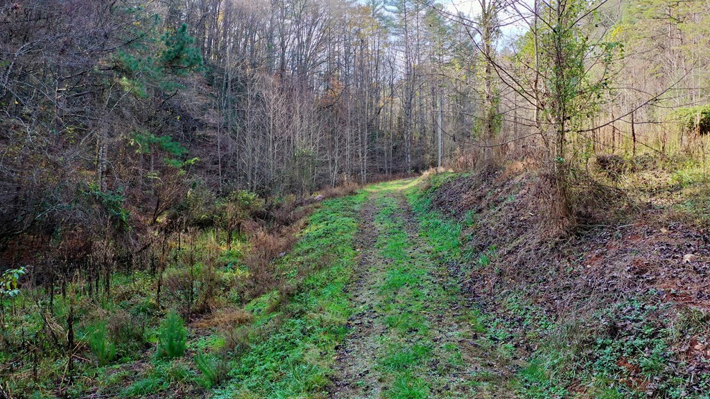 TR 3B Wolf Pen Gap Road