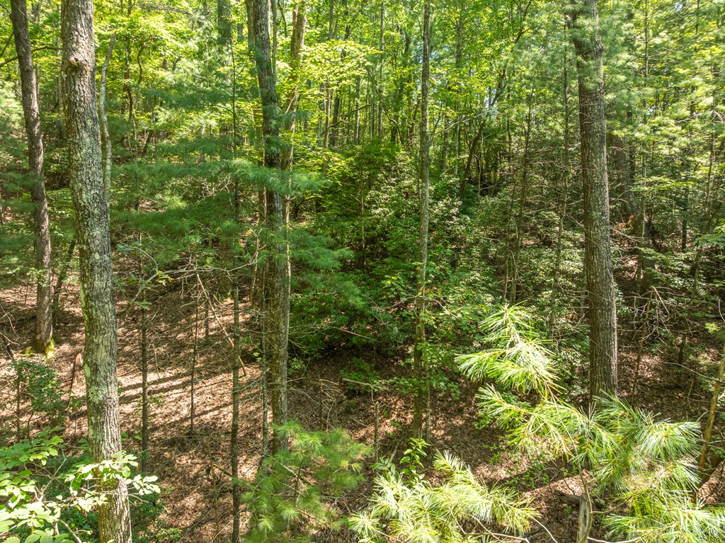 TR 3B Wolf Pen Gap Road