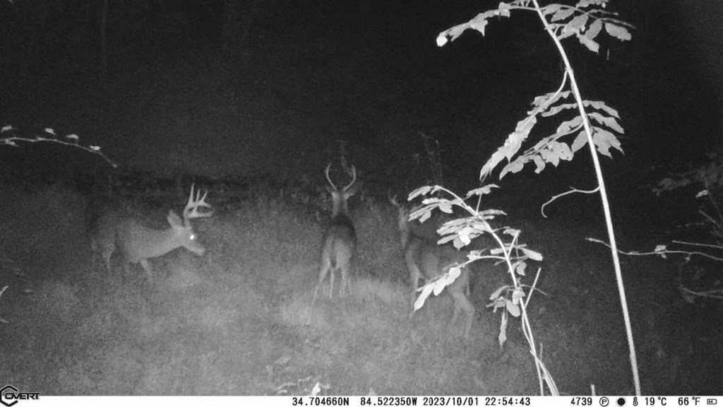 36.8 AC Pleasant Oak Trail