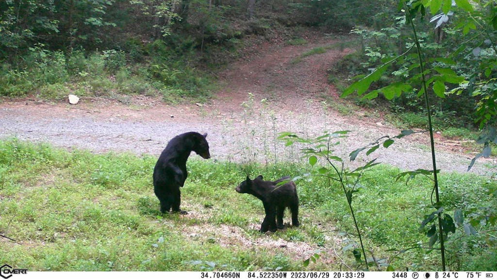 36.8 AC Pleasant Oak Trail