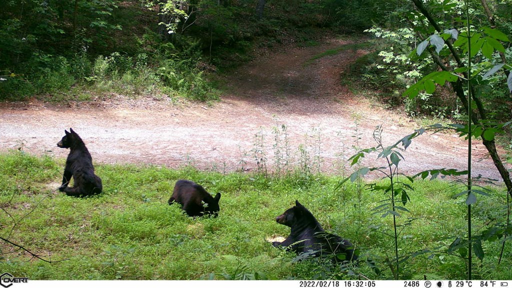 36.8 AC Pleasant Oak Trail