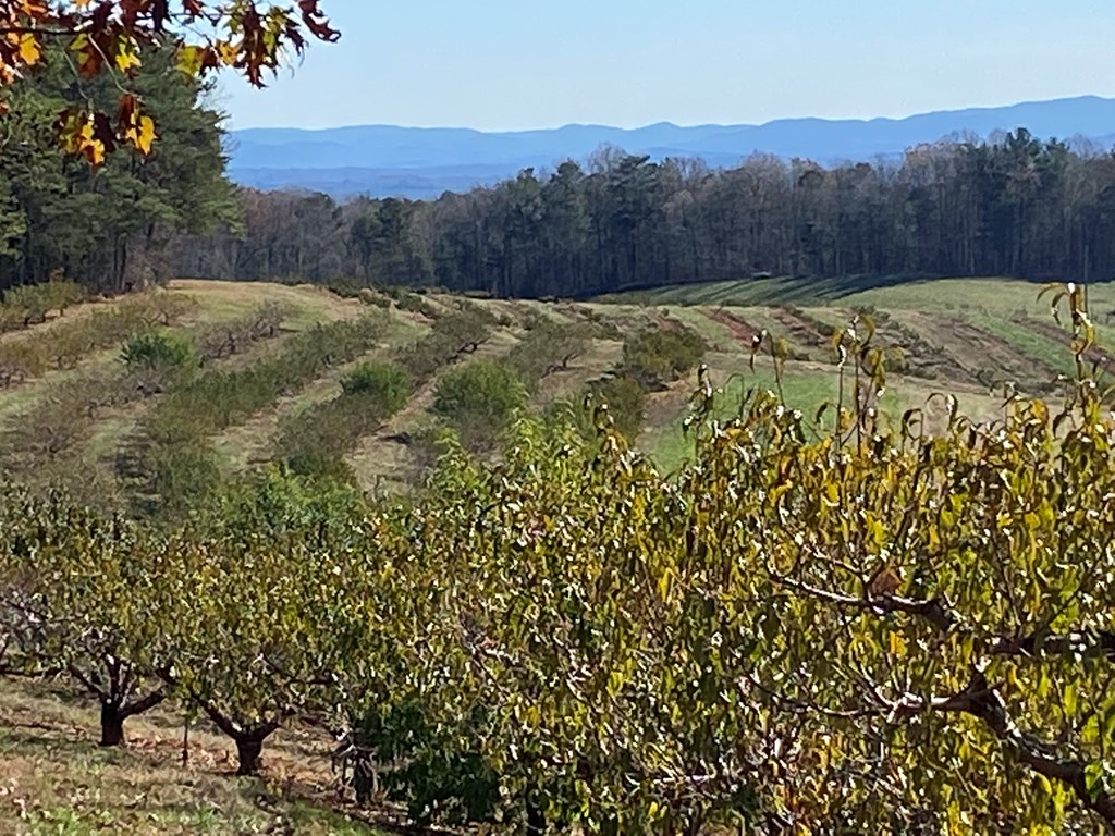 36.8 AC Pleasant Oak Trail