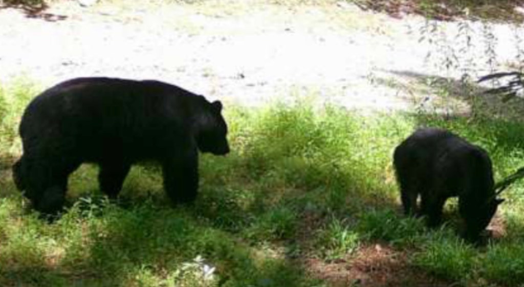 36.8 AC Pleasant Oak Trail