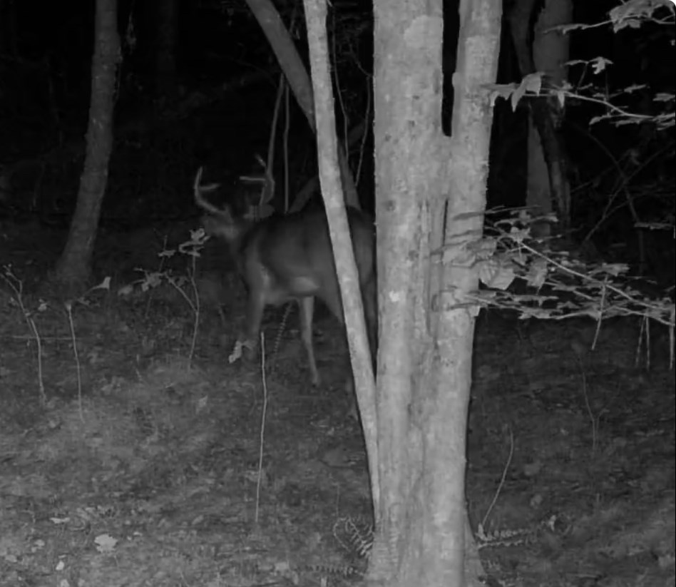 36.8 AC Pleasant Oak Trail