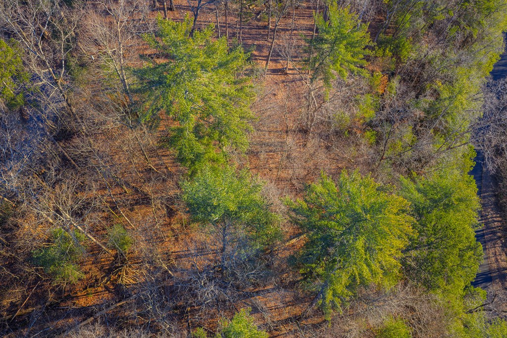 Lot 157 Roaring Forks Lane