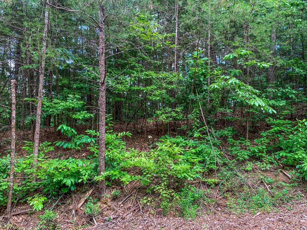 Lot 17 Misty Mountain Trail