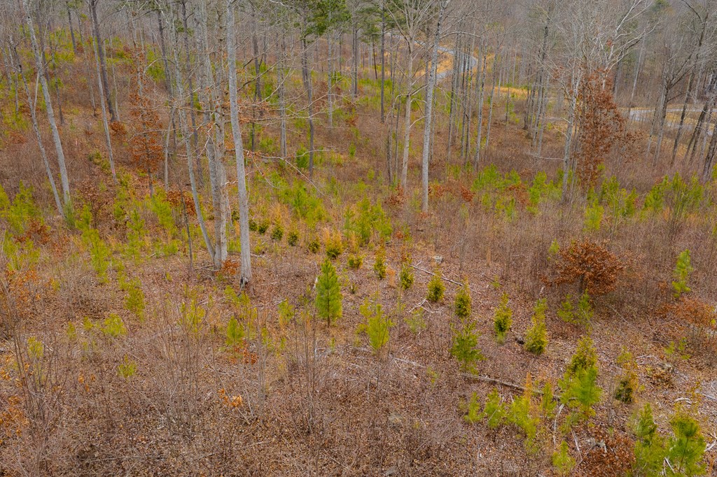 Lot 141 Twisted Oak Road