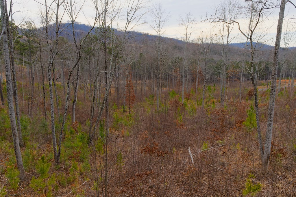 Lot 141 Twisted Oak Road