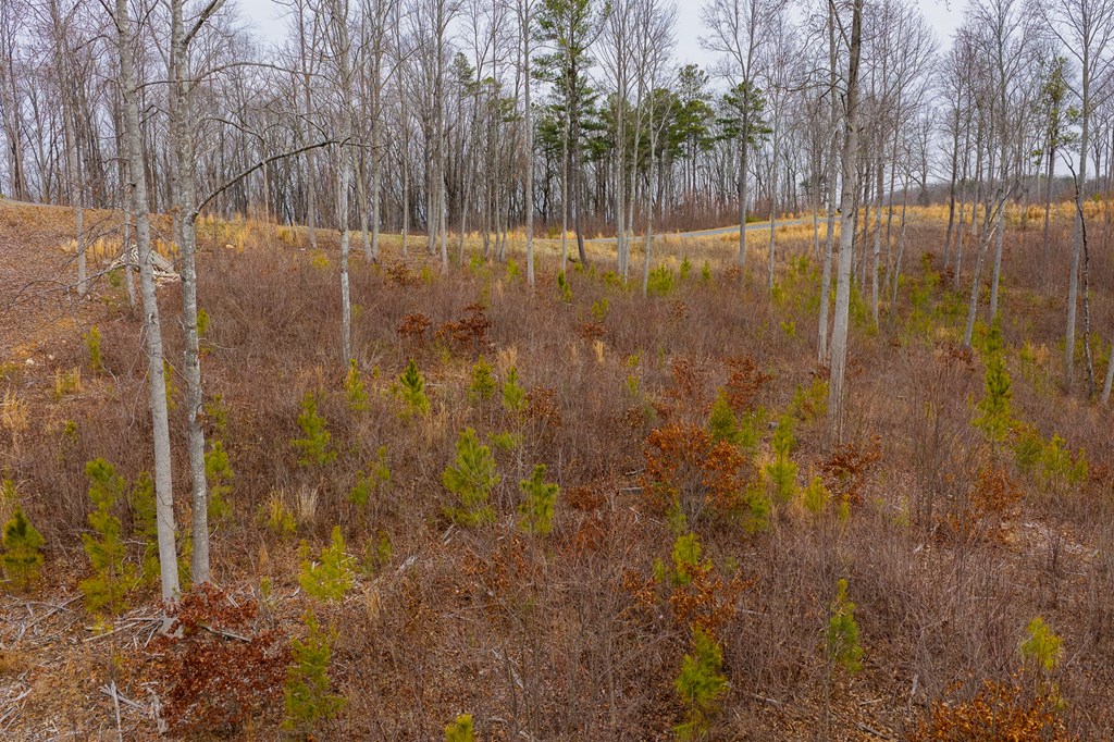 Lot 141 Twisted Oak Road