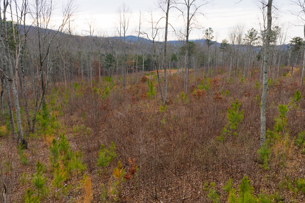 Lot 141 Twisted Oak Road