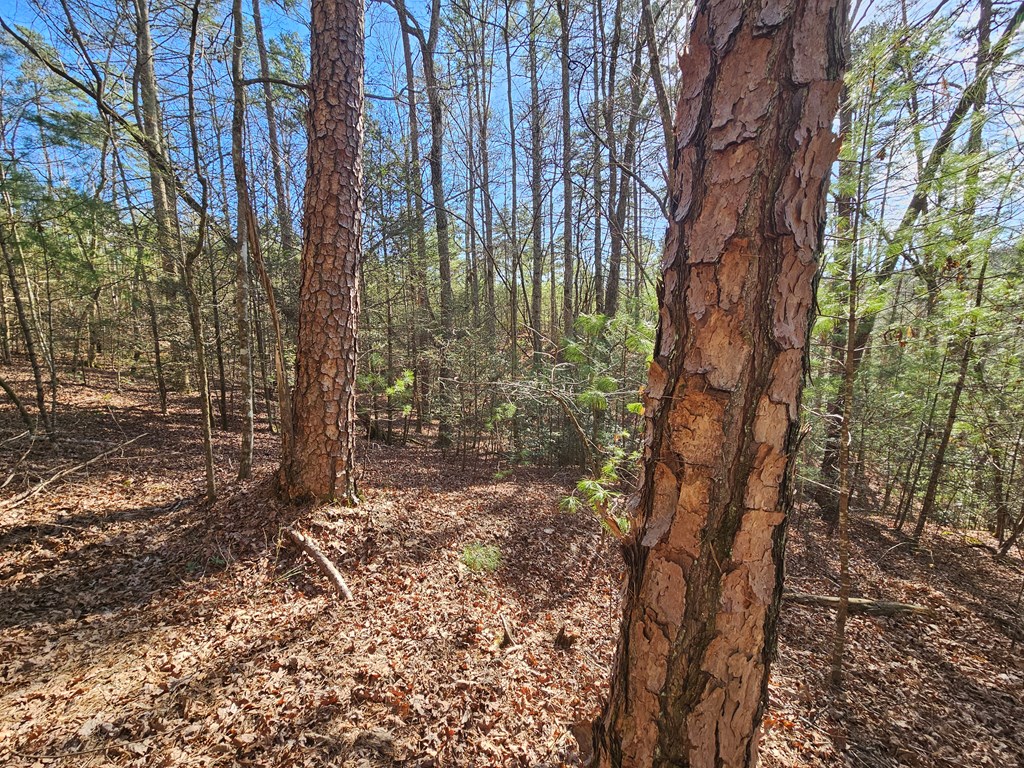 Lot 77 Roaring Forks Lane