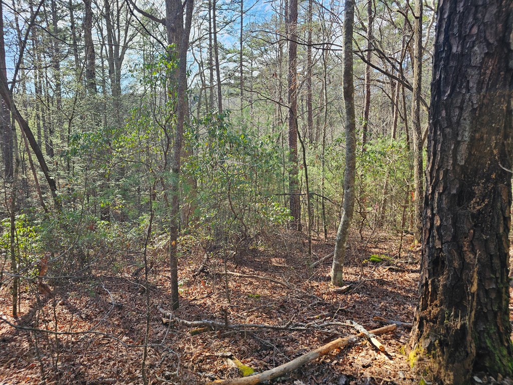 Lot 77 Roaring Forks Lane