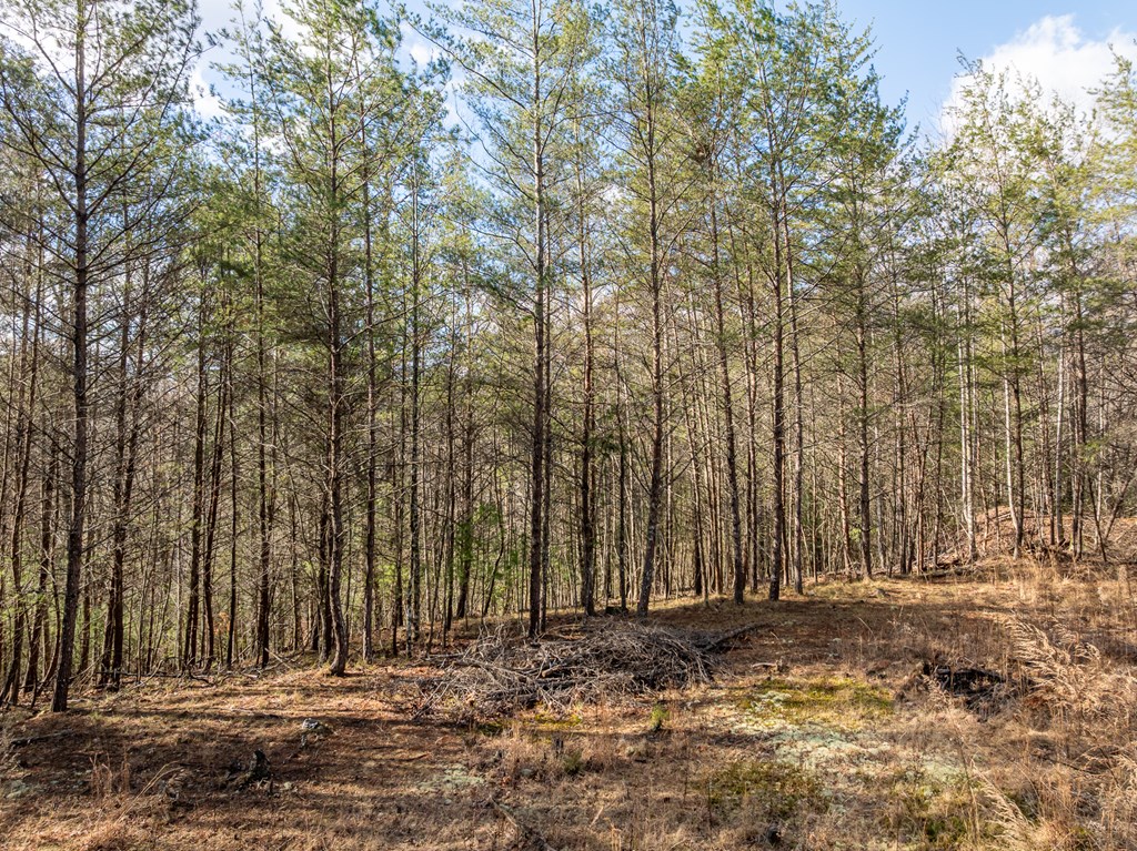 35LT Mill Creek Trail