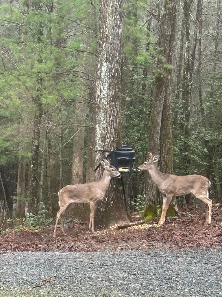 175 Mountain Springs Road