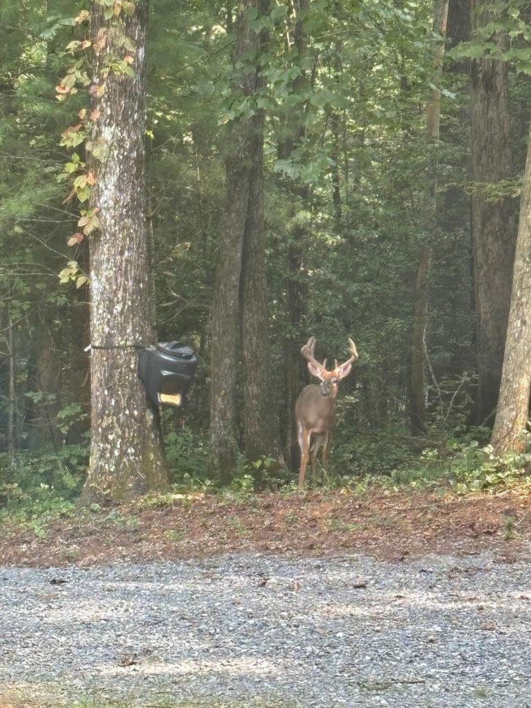 175 Mountain Springs Road