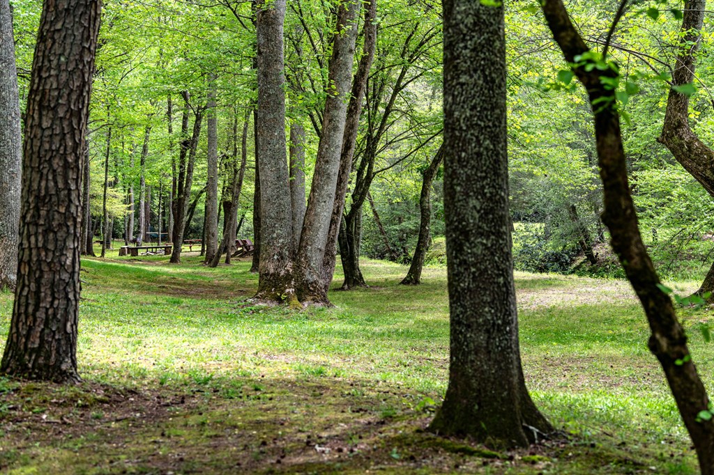 245 Old Anderson Creek