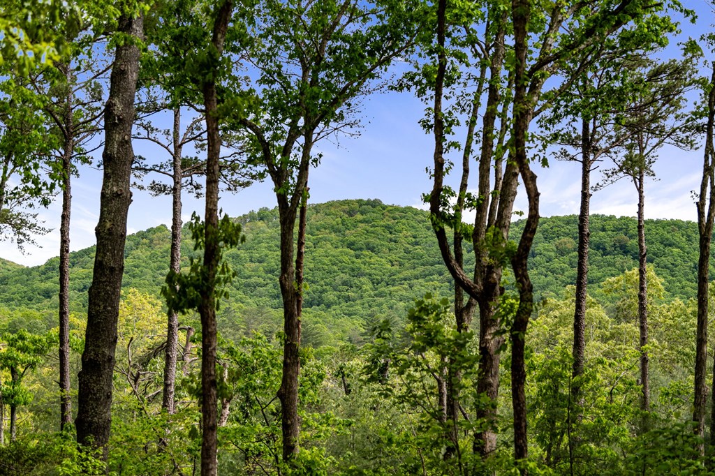 245 Old Anderson Creek