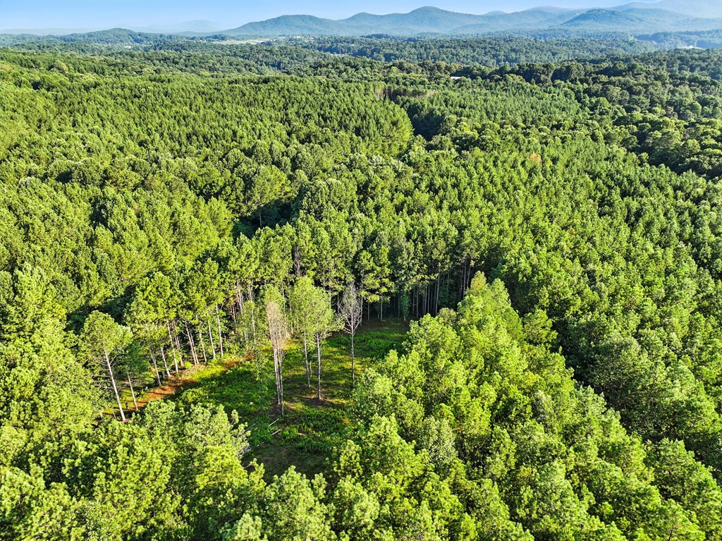 Lot 31 Foxpaw Leaf Lane