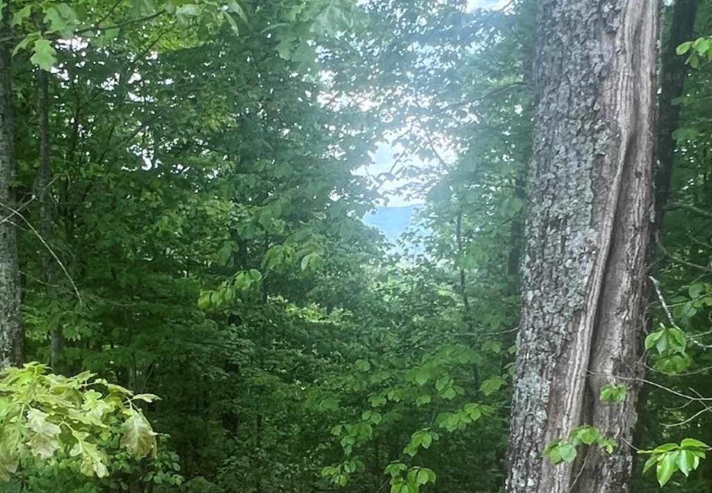 Lot 17 Abbott Mill Road