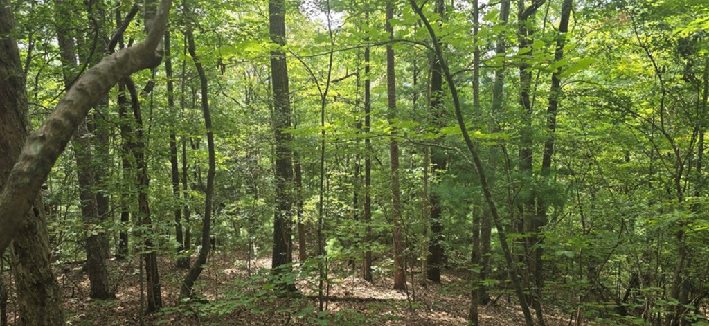 Lot 17 Abbott Mill Road