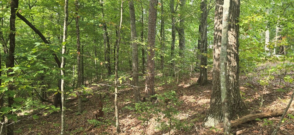 Lot 17 Abbott Mill Road