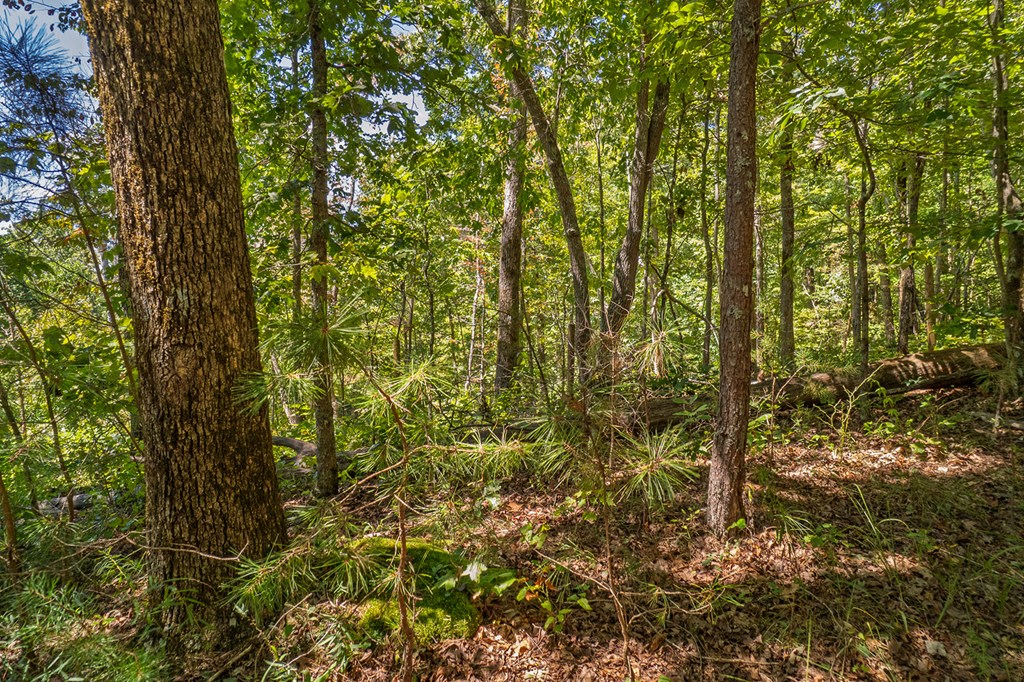 Lot 1 Harris Branch Road E